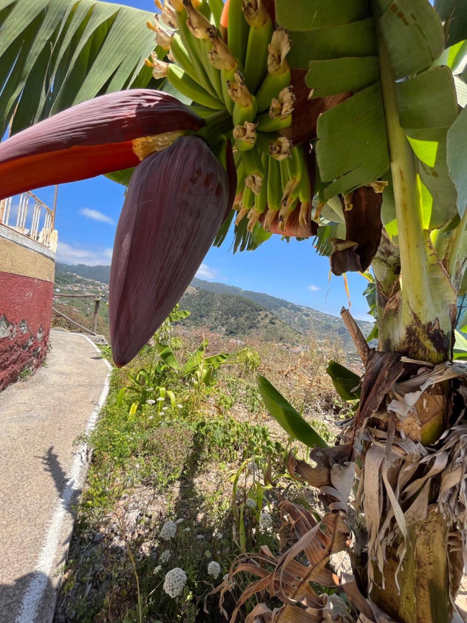 Villa Tropical House Ribeira Brava Exterior foto